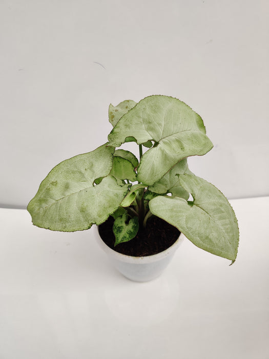 Syngonium White Plant - Indoor Decoration