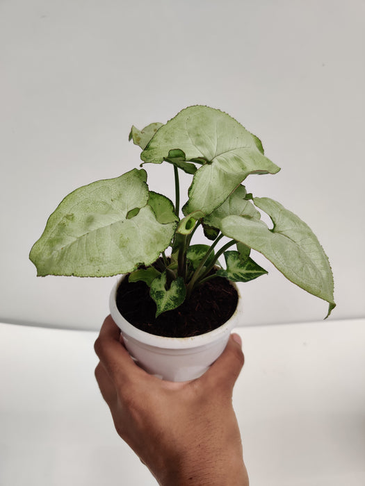 Syngonium White Plant - Air Purification