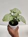 Syngonium White Plant - Air Purification