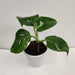Indoor Plant for Home and Office Decor