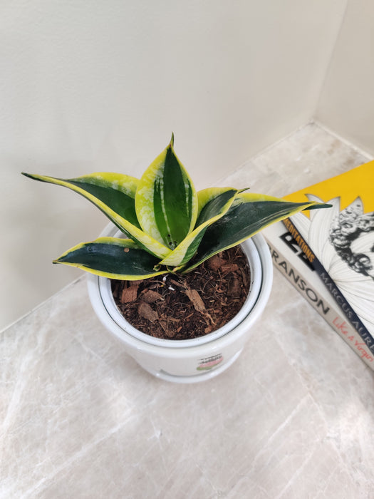 Corporate gift Snake Plant in white pot