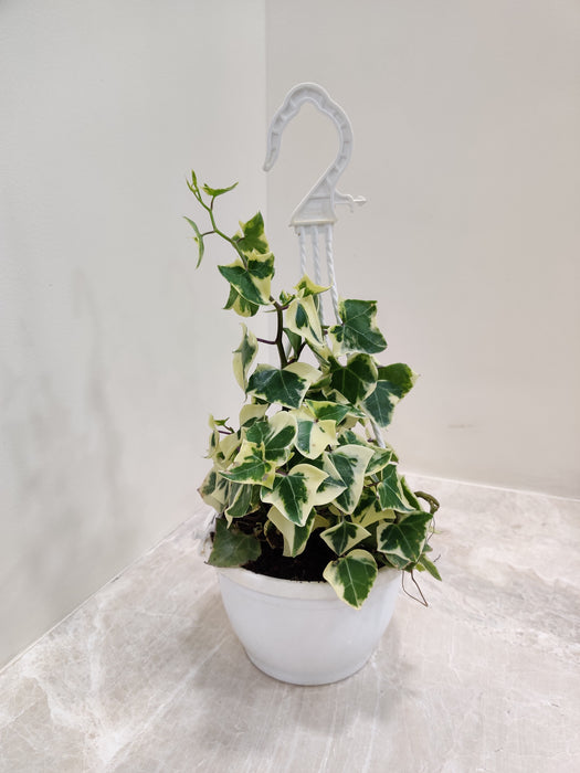 English Ivy Variegated Plant with Hanging Planter