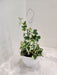 English Ivy Variegated Plant with Hanging Planter