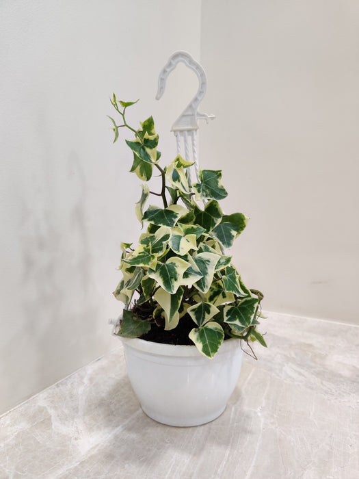 Variegated English Ivy Hanging Plant in Stylish Planter