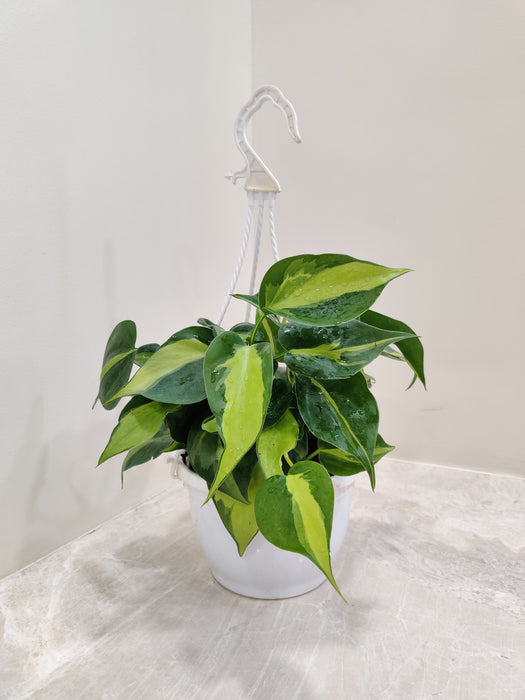 Philodendron Oxycardium Brasil plant with hanging pot