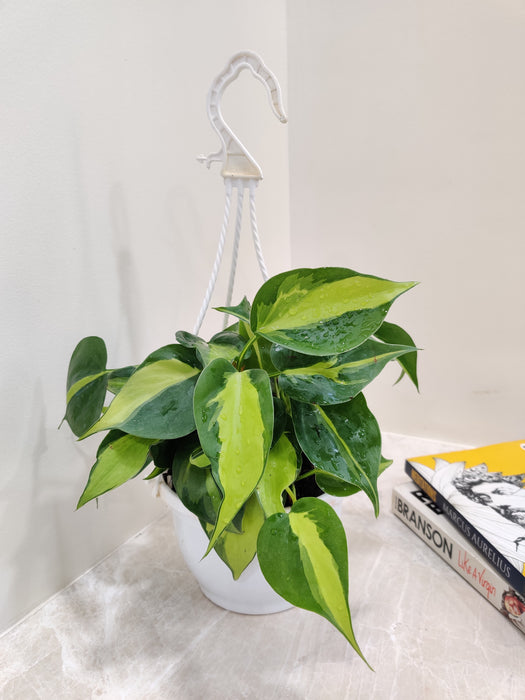 Compact Philodendron Oxycardium Brasil plant, perfect for smaller space