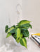 Compact Philodendron Oxycardium Brasil plant, perfect for smaller space