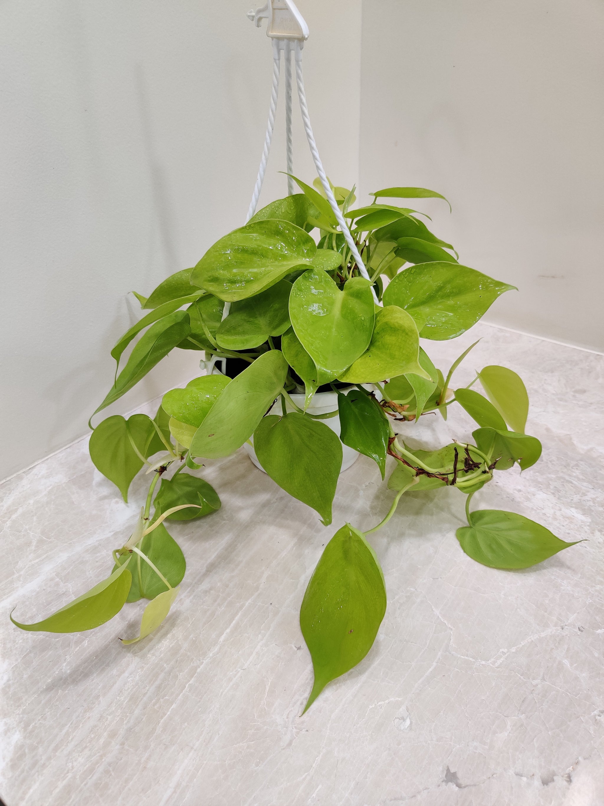 Buy Hanging Plants Online India for a Beautiful and Stylish Home
