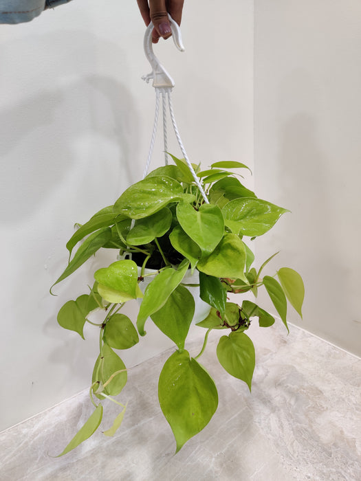 philodendron scandens ssp oxycardium Shop Heartleaf Golden Philodendron in Hanging Pot Online India – ChhajedGarden.com