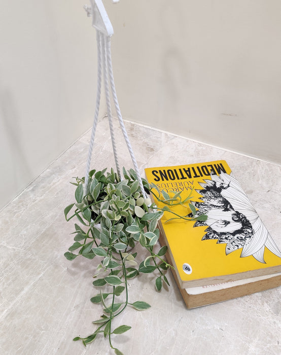 Heart-Leaves-Dischidia-Hanging