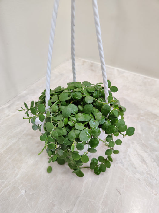 round leaf hanging plant Dischidia Nummularia