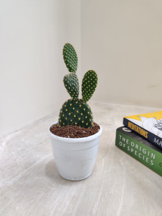 Indoor Bunny Cactus with Yellow Pads