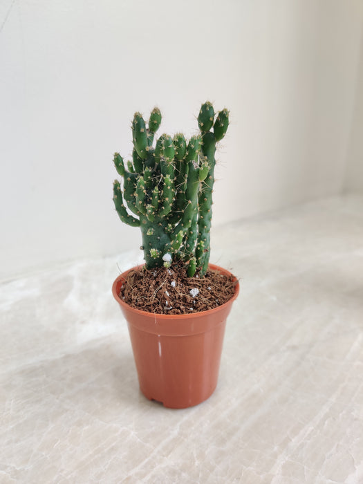 Terracotta Potted Mini Cactus Pack