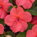 Impatiens Beacon Coral Flower Seeds
