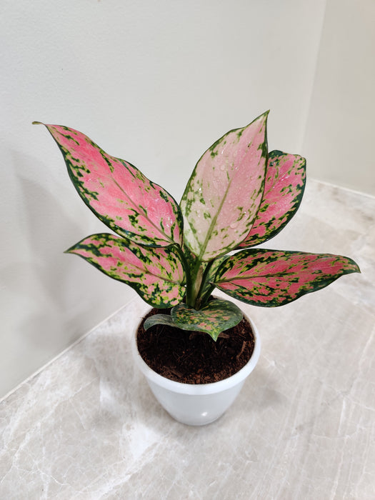 Pink Spotted Angel Aglaonema Indoor Plant