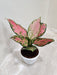 Pink Spotted Angel Aglaonema Indoor Plant