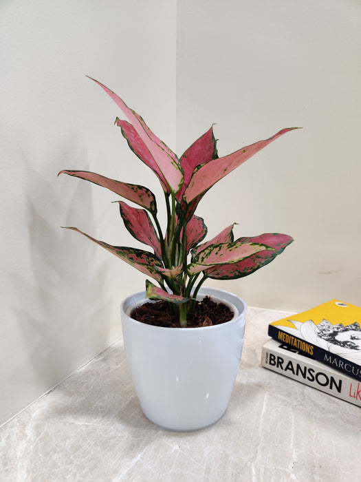 Decorative Aglaonema Beauty for corporate spaces