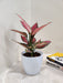 Decorative Aglaonema Beauty for corporate spaces