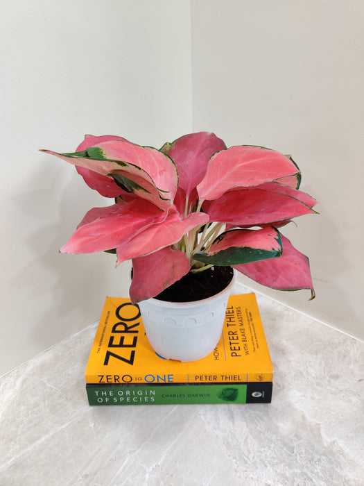 Healthy Aglaonema China Red with vibrant leaves