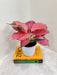 Healthy Aglaonema China Red with vibrant leaves