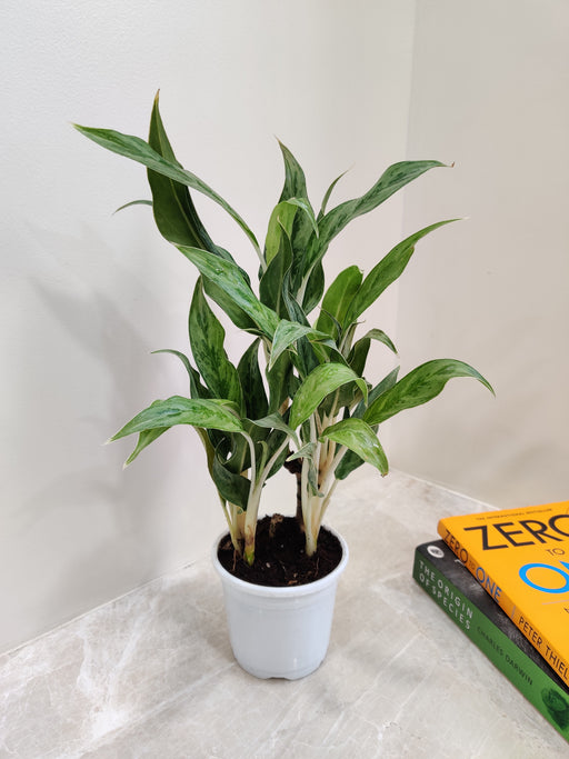 Lush Aglaonema with White Stem for Indoors