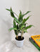 Lush Aglaonema with White Stem for Indoors
