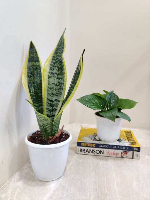 Air Purifying Plant Pair for Homes
