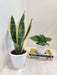 Air Purifying Plant Pair for Homes