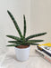 Professional's Choice Boncel Snake Plant for Clean Air