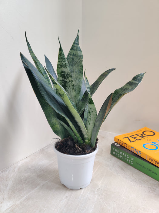 Easy-care Sansevieria trifasciata indoor variety