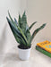 Easy-care Sansevieria trifasciata indoor variety