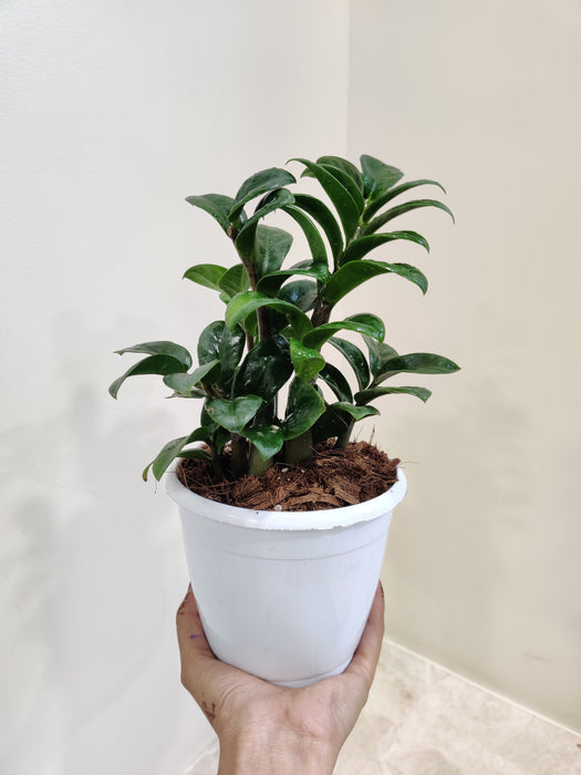 Zenzii plant representing growth and indoor resilience