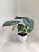 Lush Green Alocasia Dragon Scale indoor plant