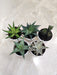 Indoor Aloe Succulent Collection