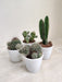 Pack of Hardy Cactus Assortment