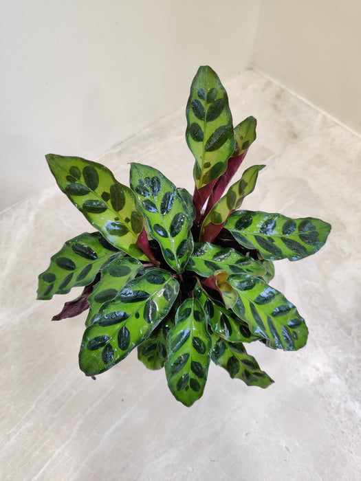 Exotic Calathea Insignis with striking leaves