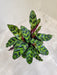 Exotic Calathea Insignis with striking leaves