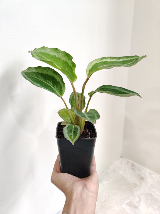 Petite Indoor Calathea JF Macbr with lush leaves