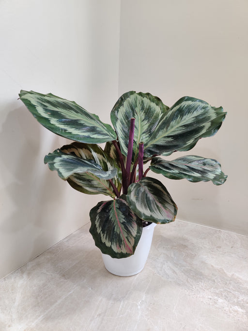 Indoor Calathea Marion plant with vibrant variegated leaves