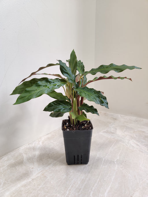Indoor small Calathea Rufibarba plant with velvet leaves