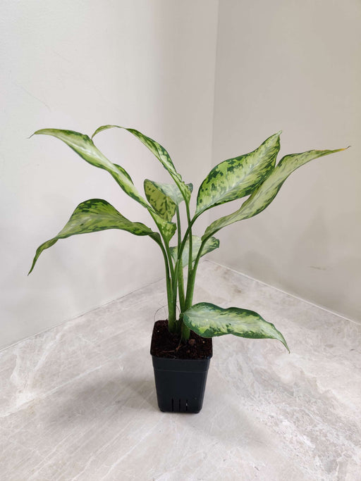 dieffenbachia x bausei Buy Dieffenbachia 'X Bausei' Plant Online India – ChhajedGarden.com