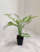 Variegated Dieffenbachia ‘X Bausei’ perfect for indoor spaces