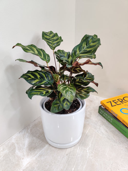 "Green Leaf Patterned Makoyana Plant for Desk Decor"