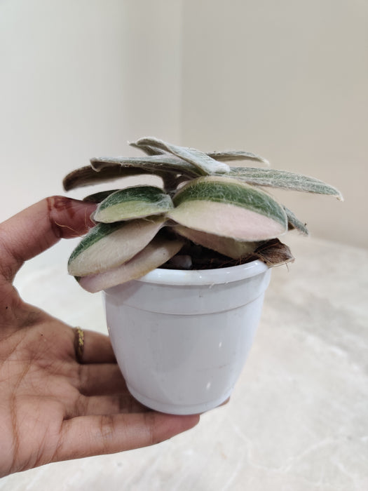 Potted-Variegated-Tradescantia-Sillamontana-Succulent
