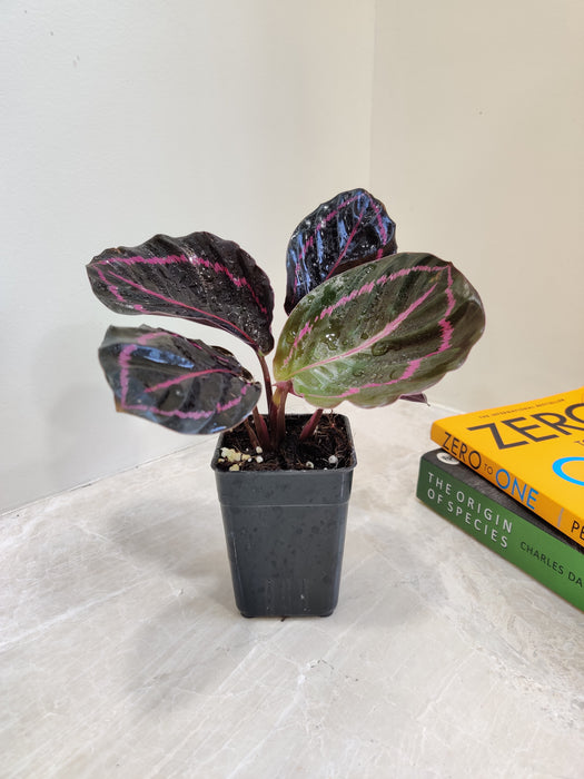 Potted Calathea Dottie plant for indoor decoration
