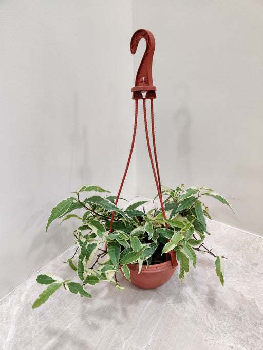 Lush Ficus Radicans Variegated in 15 cm pot for indoor gardening in India.