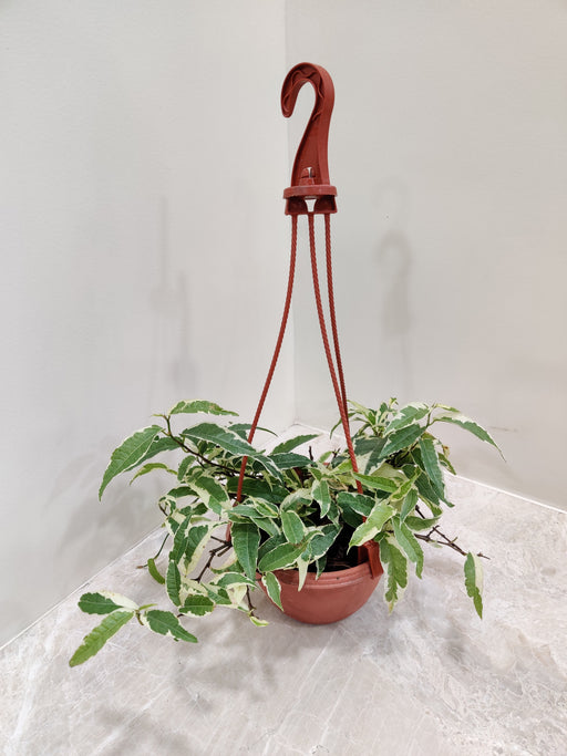 hanging plants in india Shop Ficus Radicans Variegated in 15 cm Hanging Pot