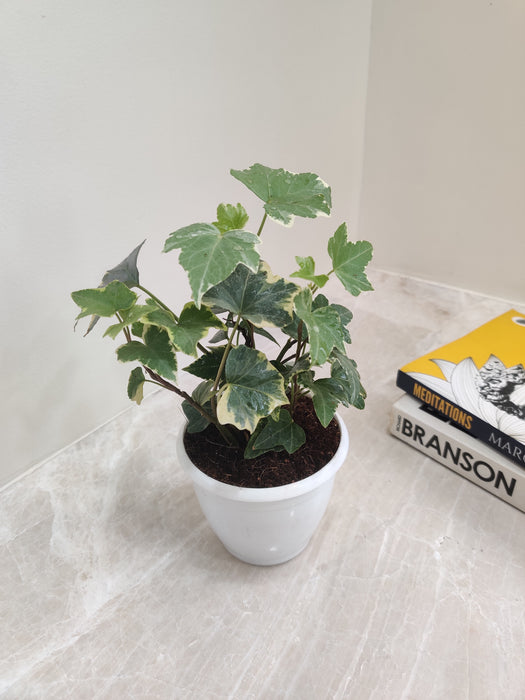 Indoor-Variegated-English-Ivy-Plant-Cascading-Foliage