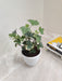 Indoor-Variegated-English-Ivy-Plant-Cascading-Foliage