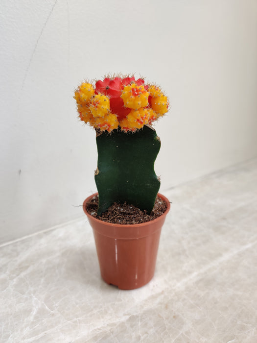 Petite moon cactus for indoor decoration